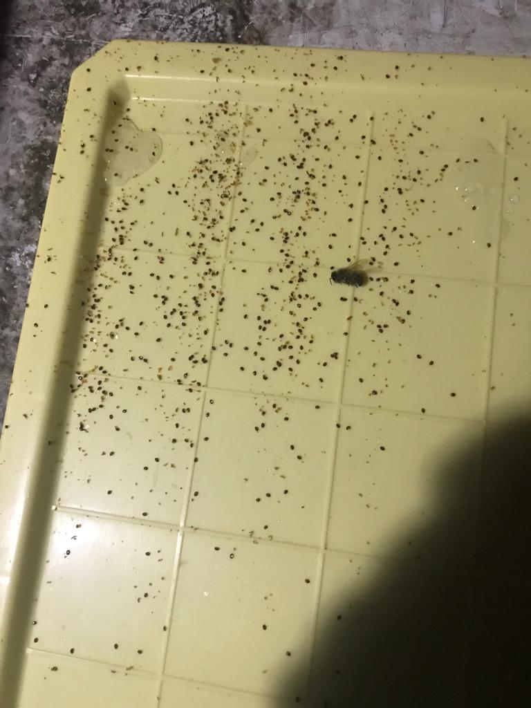 Varroafall nach AS60 Behandlung
